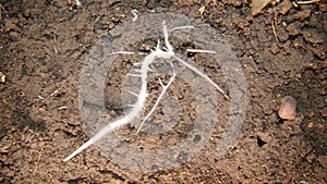 Plant roots close up the root of a plant Growing plant with underground root visible . root and soil .