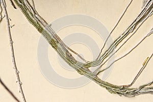 Plant roots stuck to the wall