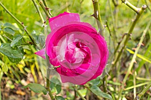 Plant Rosa chinensis Jacq., also known as Rosa china, belongs to the plant family Rosaceae