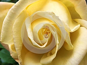 Yellow rose photo