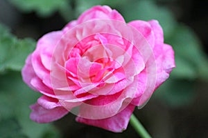 Plant Rose flower Flowering plant vulnerability Freshness fragility