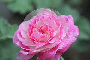 Plant Rose flower Flowering plant vulnerability Freshness fragility