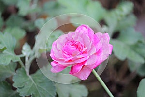 Plant Rose flower Flowering plant vulnerability Freshness fragility