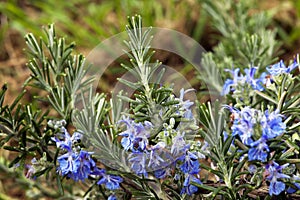 A plant of rosemary in flowers