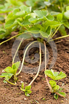 Plant Runners Of Strawberry Grow In Garden.