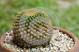 Plant Rusts on cactus photo