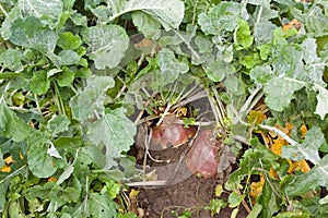 Plant of rutabaga