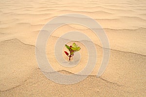 Plant in sand