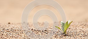 Plant in the sand in the desert. The concept of survival. Photo with copy space.