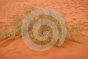 Plant in sand dunes in desert