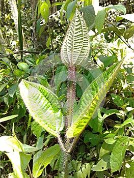 Plant in Santa Luzia Park in Maua Sao Paulo Brazil. photo