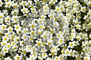 plant saxifrage hypnoides ,many white small flowers