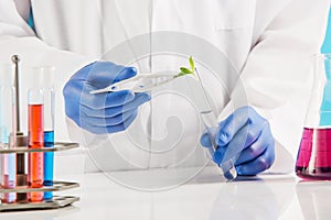 Plant sciences in lab