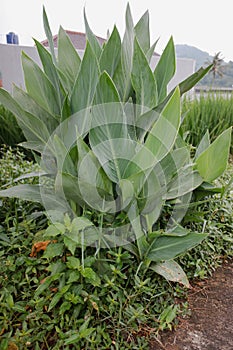 A plant with the scientific name Canna glauca, which grows on the edge of rice fields