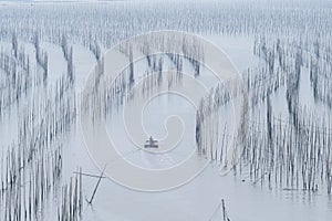 Plant seaweed at coastline in xiapu