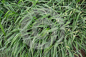The plant Sedge phalaris Latin Carex with green elongated leaves with drops of water. Flora home indoor plants