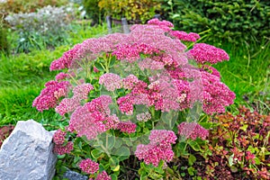 Plant Sedum prominent lat. Sedum spectabile