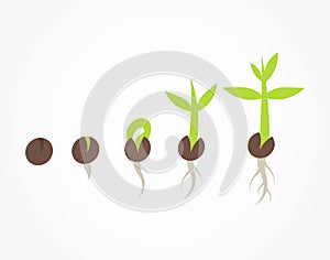 Plant seed germination stages