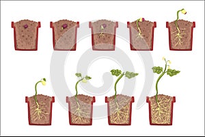 Plant Seed Growth, Development And Rooting Inside The Flower Pot, Classic Botany Textbook Educational Infographic photo