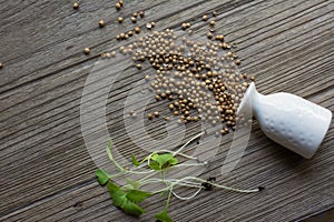 Plant seeding seeds on wood table.