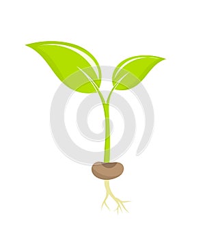 Plant seedling