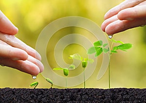 Plant seedling