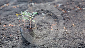 Plant seedling with green leaves in an eco-decaying flowerpot stands on the ground of a vegetable garden.