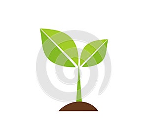 Plant seedling icon photo