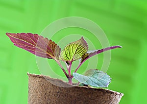 Plant Seedling in Peat Pot