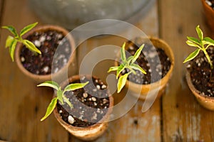 Plant seedlings