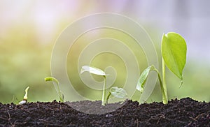 Plant seedlings growing in germination sequence on fertile soil with blurred natural background