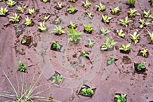 Plant seedlings in the holes of a weed control mat