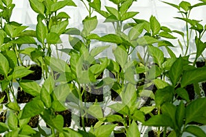 Plant seedlings, padron peppers - pimiento padron