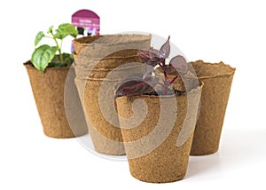 Plant Seedlings in Peat Pots photo