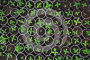 Plant seedlings in plastic boxes, top view, in modern hydroponic greenhouse for cultivation flowers