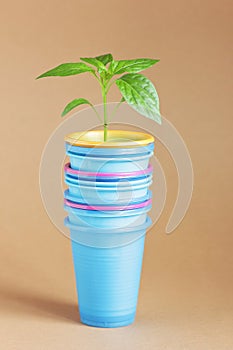 Plant seedlings in plastic containers  - cups from coffee or any drink