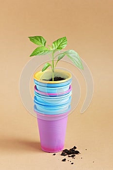 Plant seedlings in plastic containers - cups from coffee or any drink