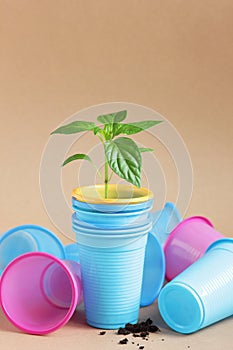 Plant seedlings in plastic containers  - cups from coffee or any drink