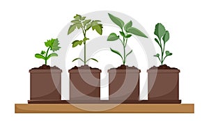 Plant seedlings in pots. Tomato pepper cabbage cucumber. Cultivation of garden plants. Plant care. Vector illustration