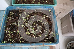 plant seeds began to germinate in containers filled with soil