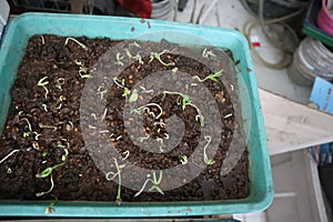 plant seeds began to germinate in containers filled with soil