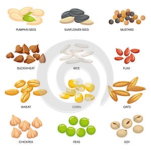 Plant seeds. Cereals grains, chickpeas nuts and cellulose grain. Nut and seed isolated cartoon vector illustration