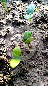 Plant seeds germination in nursery