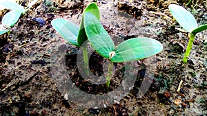 Plant seeds germination in nursery photo