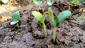Plant seeds germination in nursery snap