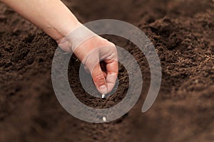 Plant seeds in the ground in spring. Gardening in fertile soil