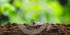 Plant Seeds Planting trees growth,The seeds are germinating on good quality soils in nature