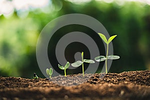 Plant Seeds Planting trees growth,The seeds are germinating on good quality soils in nature