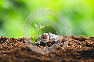 Plant Seeds Planting trees growth,The seeds are germinating on good quality soils in nature