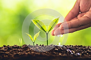 Plant Seeds Planting trees growth,The seeds are germinating on good quality soils in nature